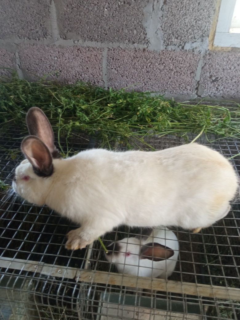Продам кролі каліфорнія