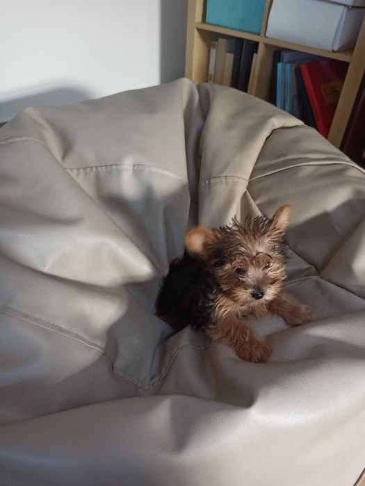 Lindo menino Yorkshire