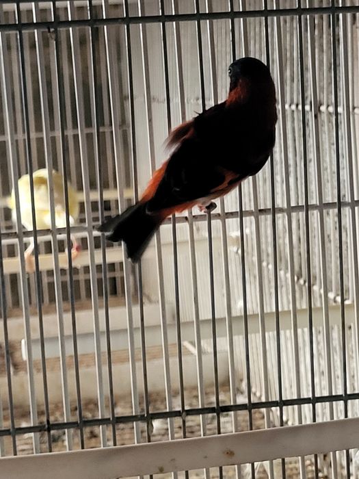 Cardinalito macho