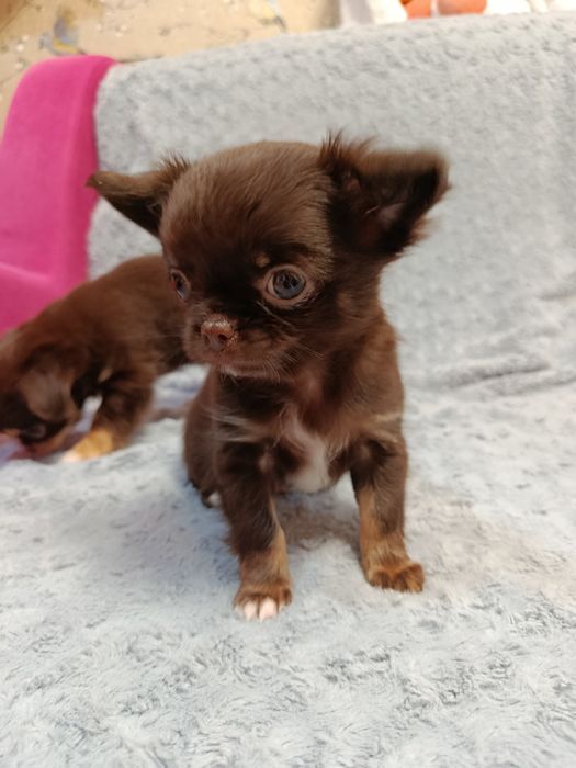 Чихуа довго шерстні,хлопчики