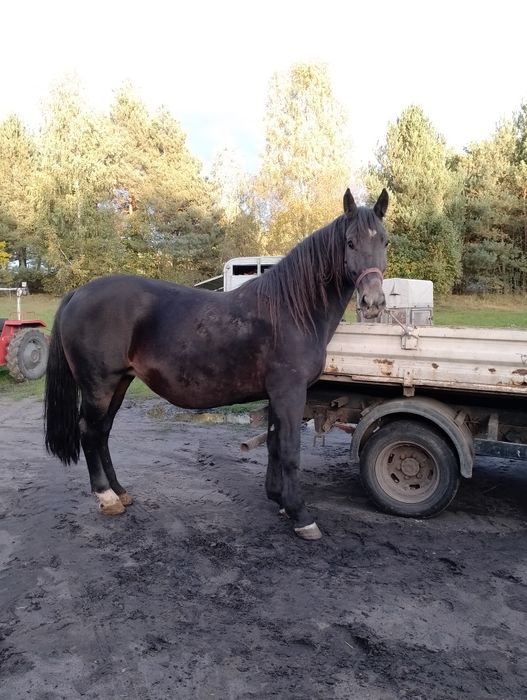 Klacz Śląska Pochodzenie