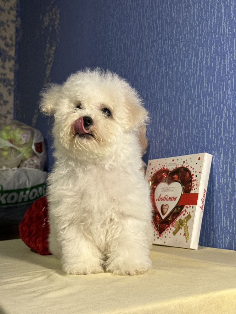 Бішон Фрізе Bichon Frise