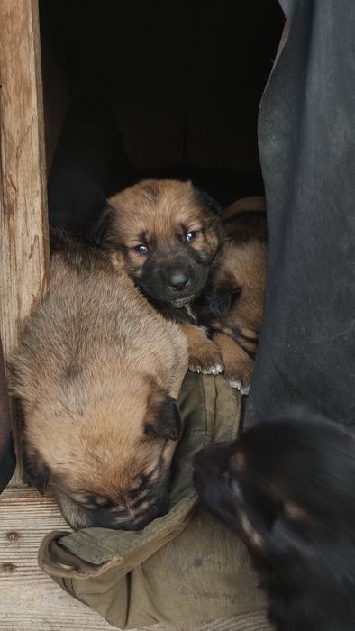 Цуценята німецької вівчарки
