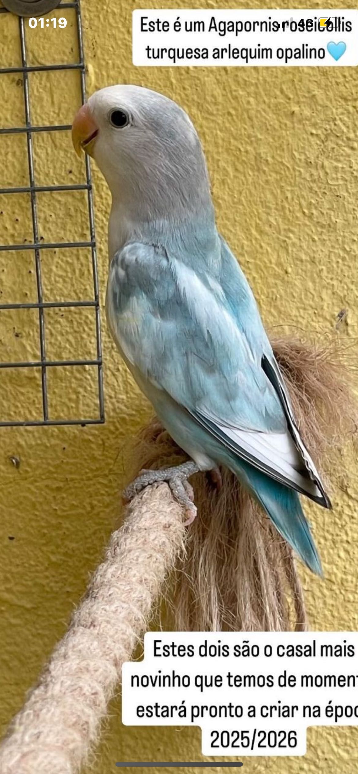 Kit gaiola casal Agapornis e comida