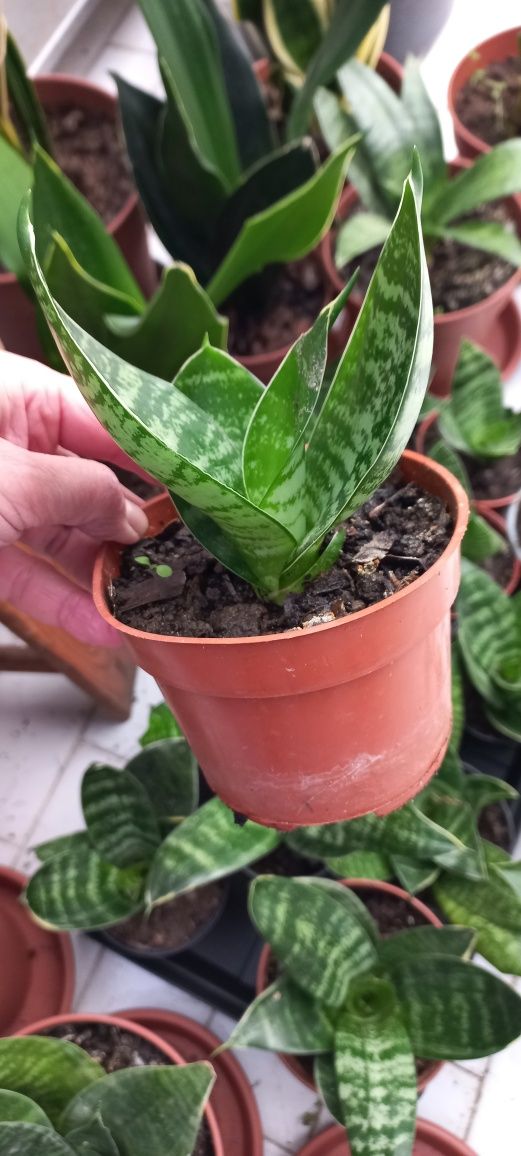 Planta Sansiveria mini