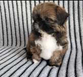 Shih Tzu śliczny piesek