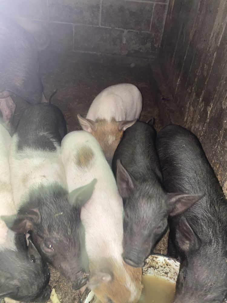 Продам ветнамські поросята.