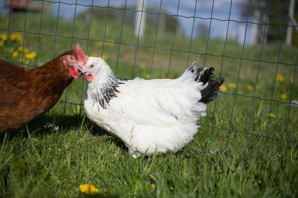 Młode kurki nioski odchowane Rosa i Tetra brązowa