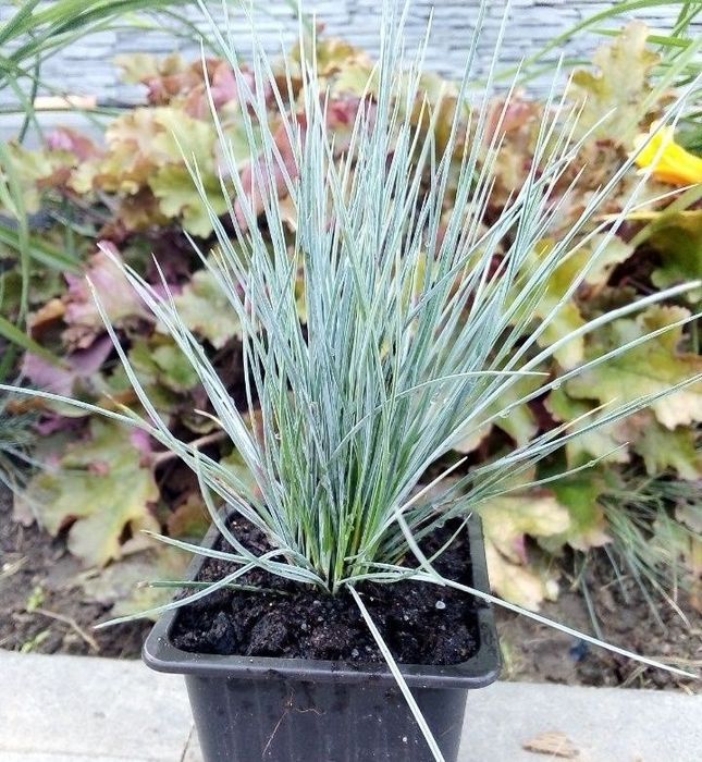 Trawa niebieska sadzonki wieloletnie