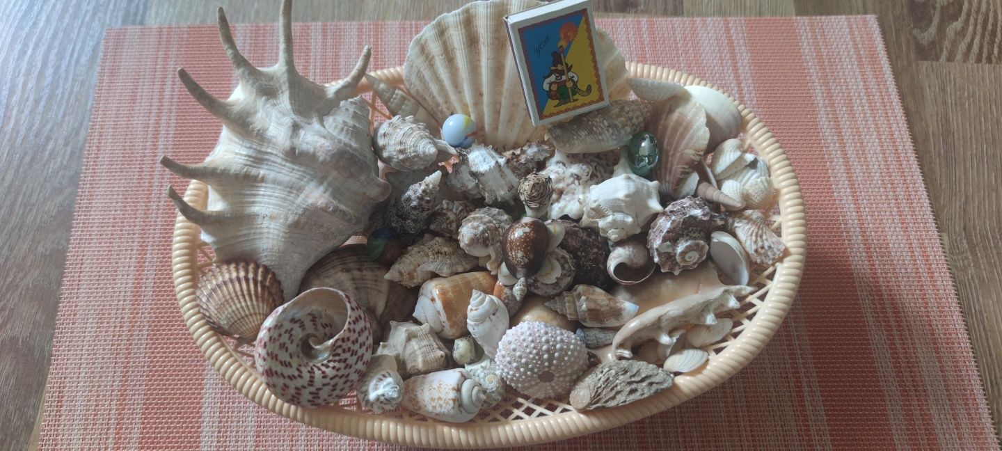 Ракушки морські (океанічні)