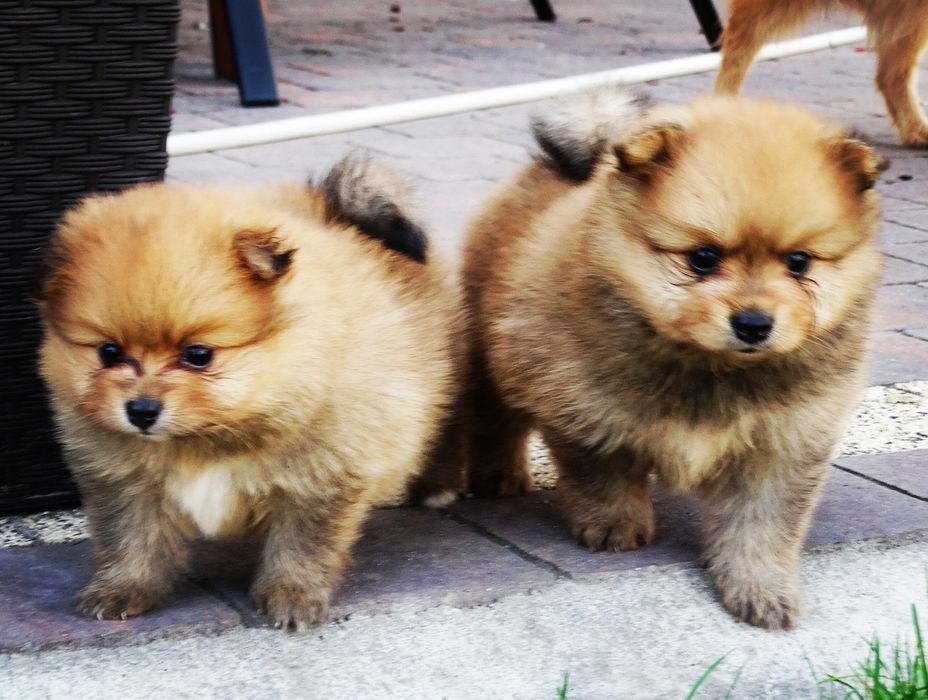 Szpic miniaturowy suczka z rodowodem