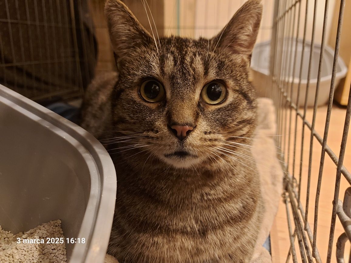 Kacperek szuka domu! Cudowny miziasty 9 letni kocurek do adopcji!