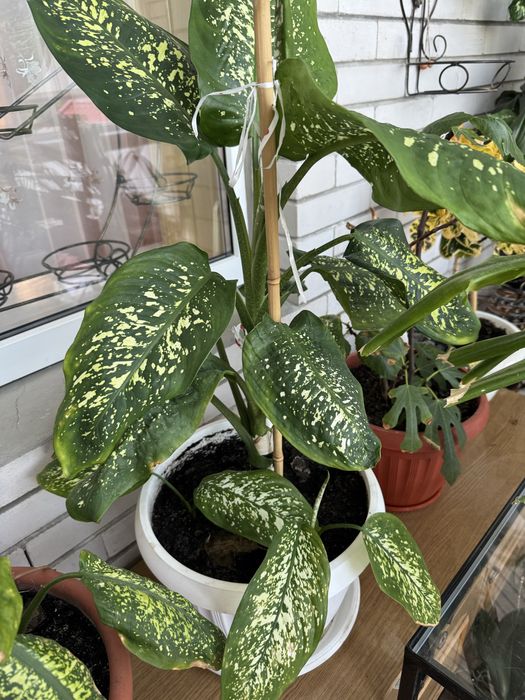 Дифенбахія 3шт рослина