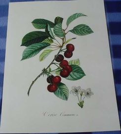 Owoce, Warzywa  piękne reprodukcje grafik XIX w. - wysyłka olx