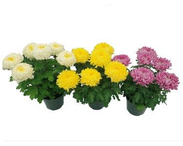 Chryzantema wielkokwiatowa Dąbek duży okazja