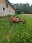 Sprzedam capa i 3 kozy