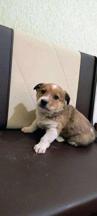 Собачка, цуценя, щеня. Цуценята