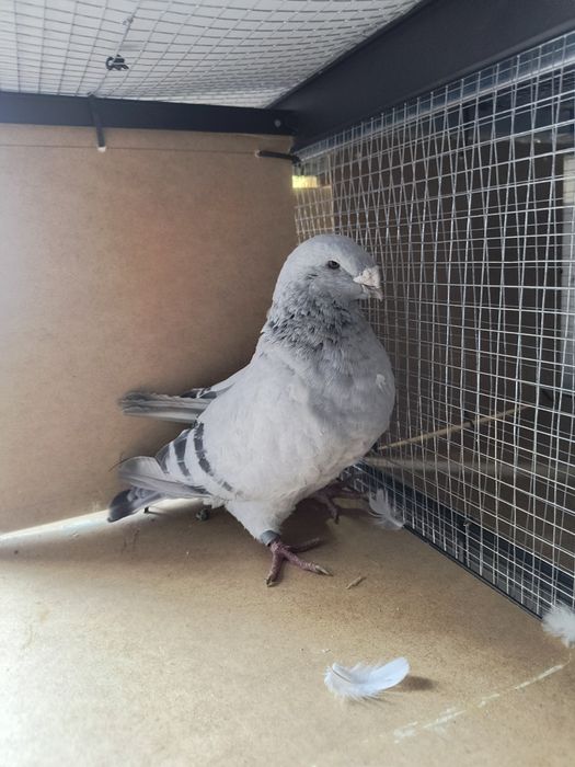 Standard, standart, polski pocztowy wystawowy samiec sprzedam