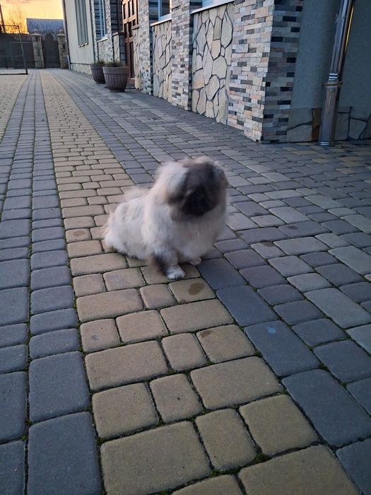 В'язка, злучка королівський пекінес