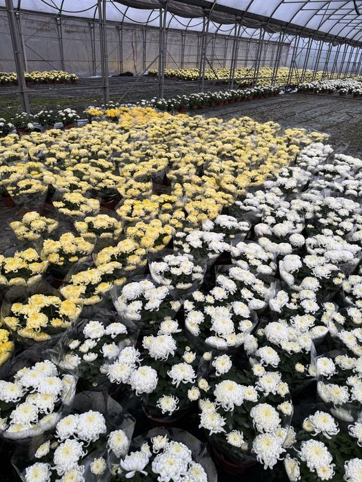 Chryzantemy wielkokwiatowe, szlachetne