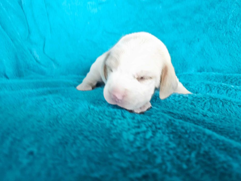 BEAGLE- bicolor , po champ. śliczne,ZKwP,mniejsze