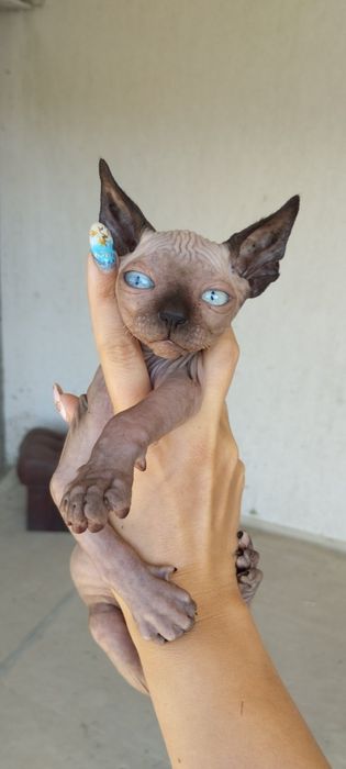 Продається канадський сфінкс