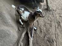 Cabrito raça grande
