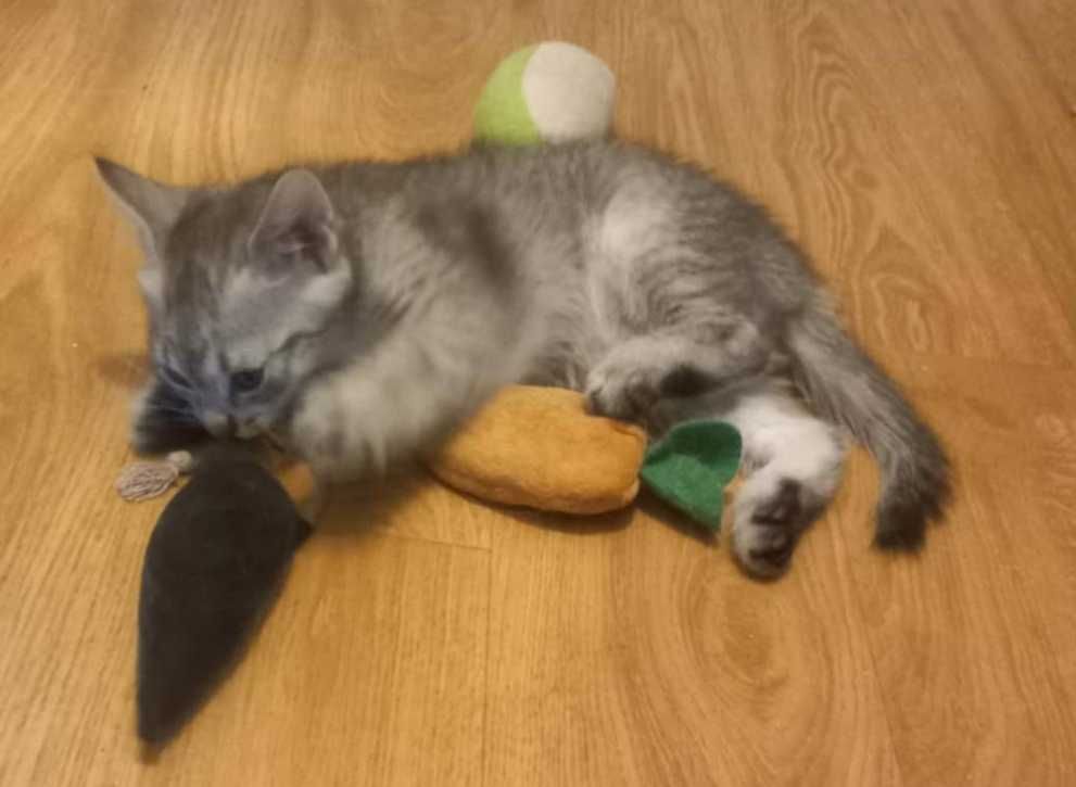 Urocze kociaki polecają się do adopcji:)