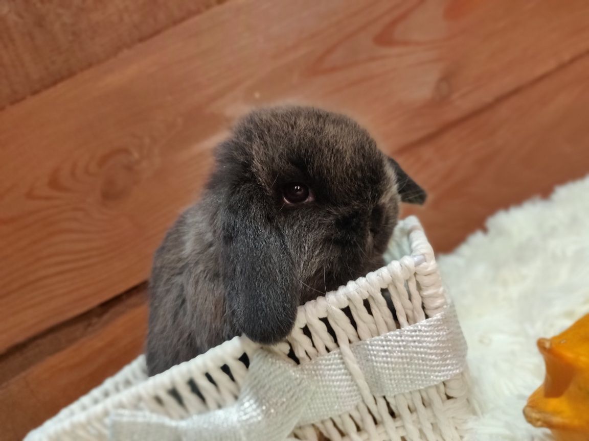 Króliczki domowe Mini Lop.