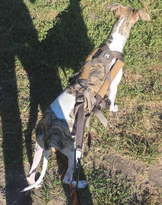 Szelki dla psa Non-Stop Dogwear Freemotion harness WD canicross rozm 4