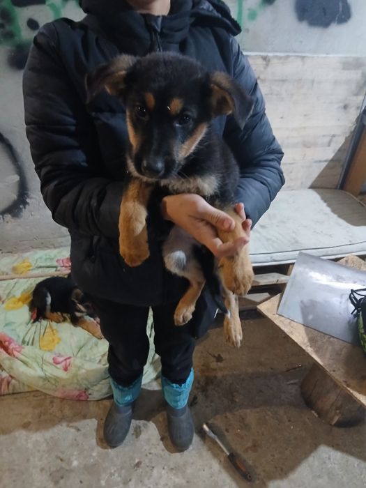 Відаю безплатно забагато