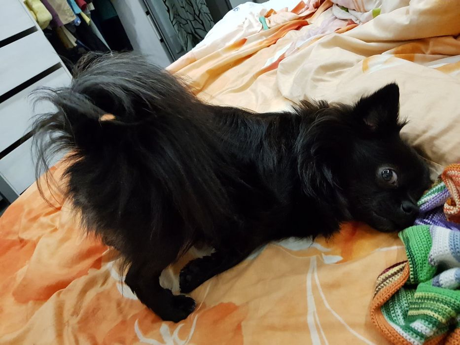 Шукаємо дівчинку для хлопчика породи Японський Хін