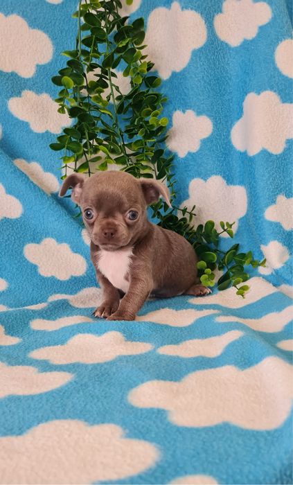 Excelente menina mini mini Chihuahua / Chiuaua de Qualidade