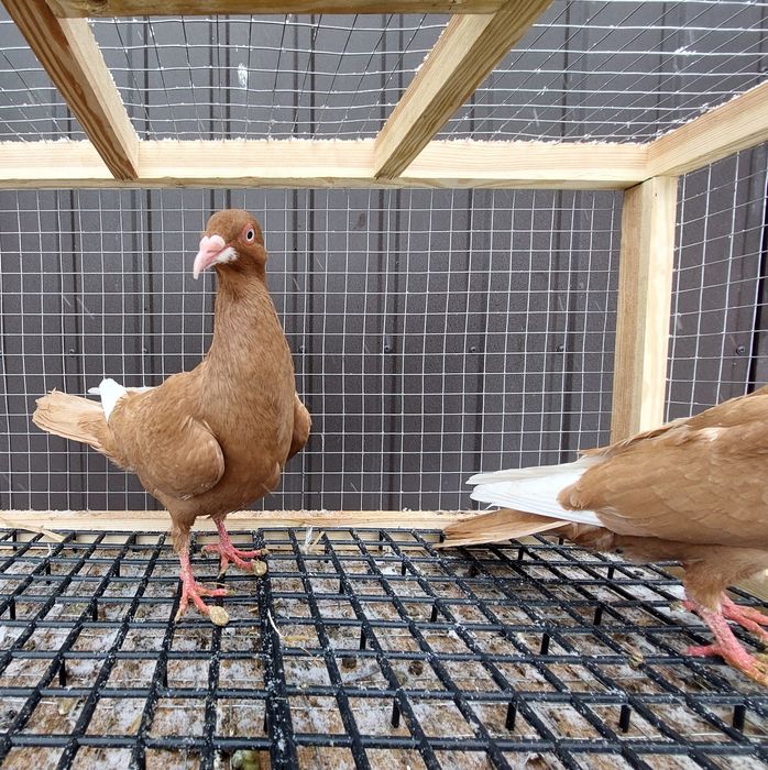 Gołębie bródki żółte