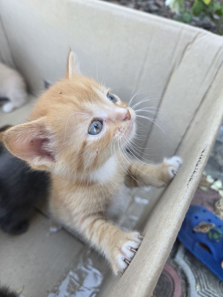 Отдам котят,кошенят
