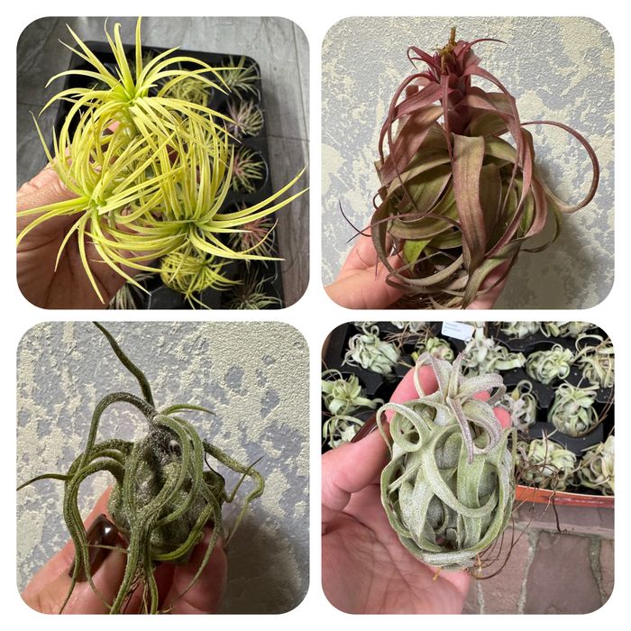 Tillandsia тилландсия intermedia іонанта  медуза курлі слім адреана