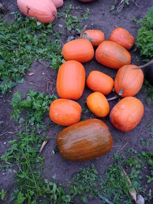 Dynia z własnego ogrodu - jadalne i ozdobne