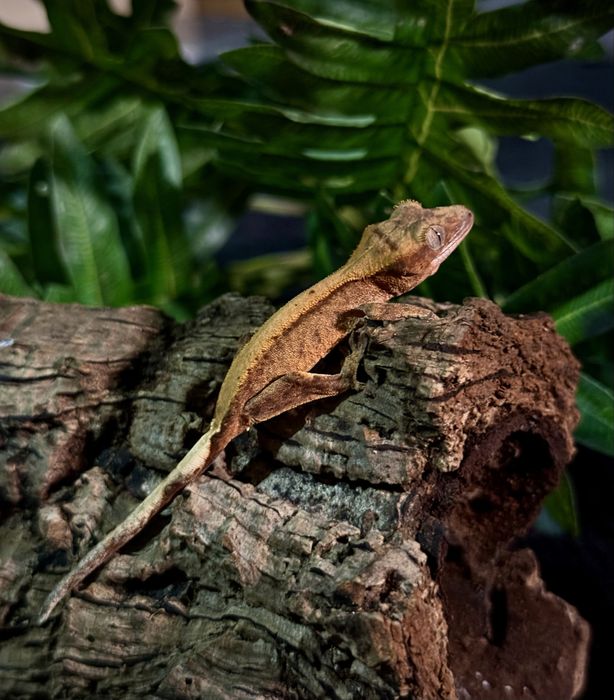 Gekon Orzesiony po samcu Lilly White