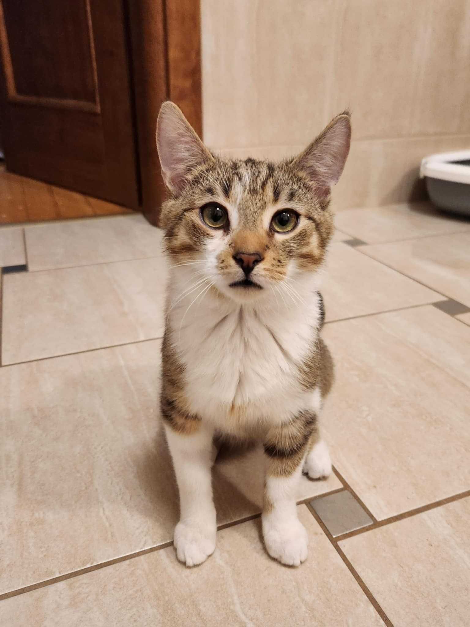 Kocurek do adopcji Lito młody przytulny miły kotek ze schroniska kotos