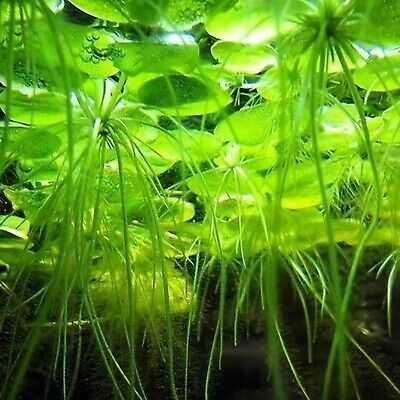 Amazon Frogbit (Limnobium laevigatum) – Roślina pływająca do akwarium
