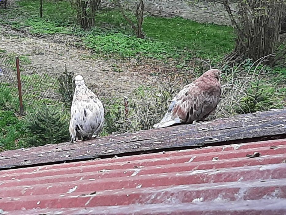 KOLOROWE Orliki Polskie