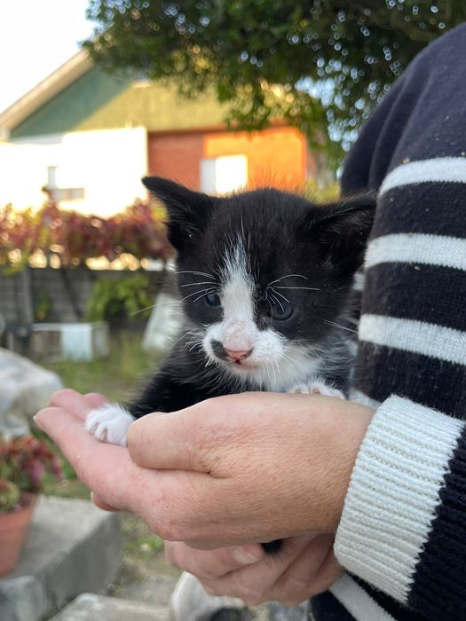Gatinhos para adoção responsável
