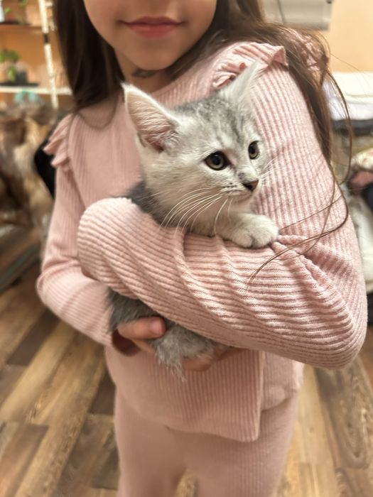 Котики кошенята котята кішка кот