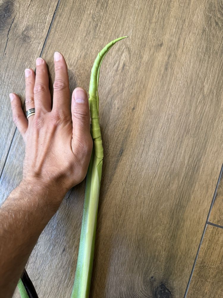 Monstera deliciosa big form cala roslina