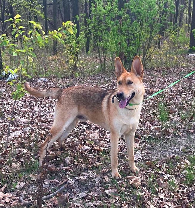 Песик-енерджайзер шукає дім!