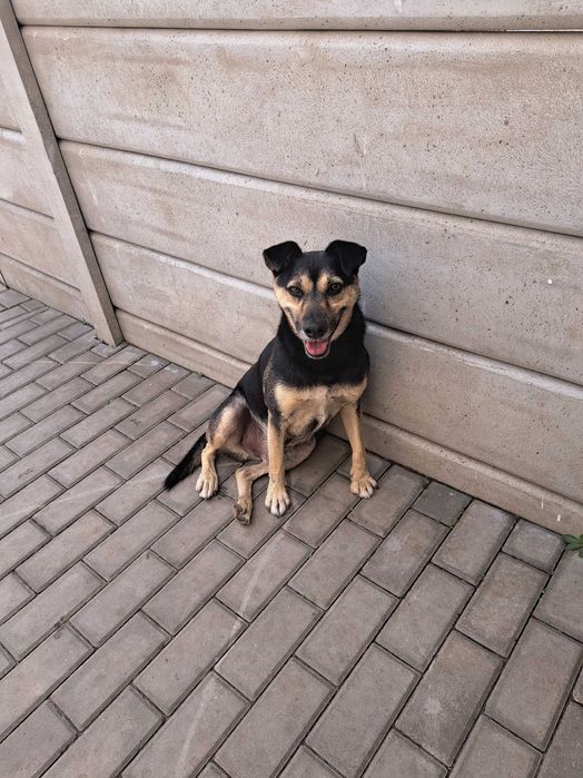 Super pies do adopcji - Leon