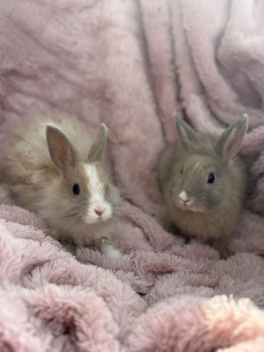Basia i Bysio do adopcji