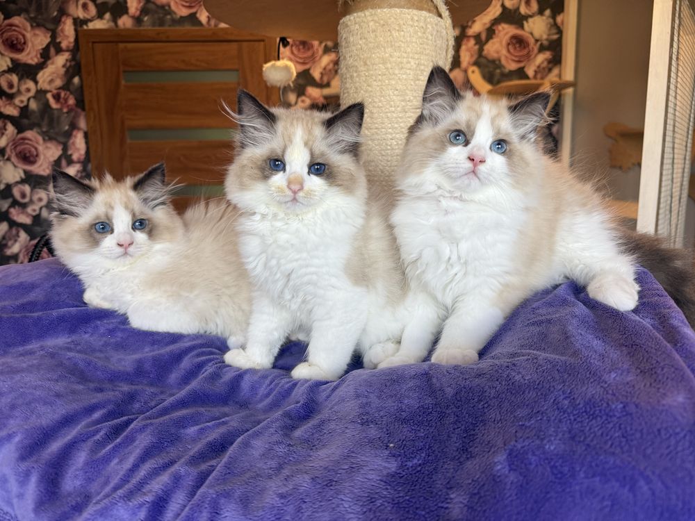 Sleepy i Spaiki kocieta Ragdoll