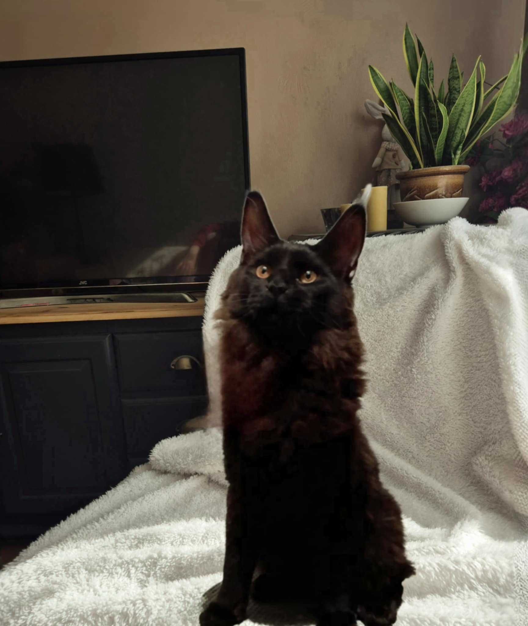 Maine Coon kocurek