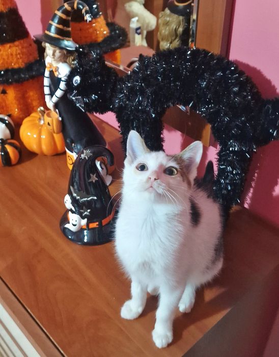 Największy słodziak Precelek do adopcji